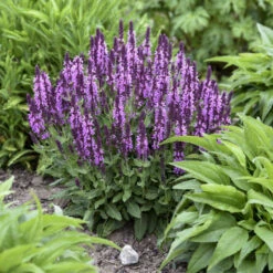 'Pink Profusion' Salvia -GREAT GARDEN PLANTS Salvianemorosa PinkProfusion PP31435CPBRAF0001lowres