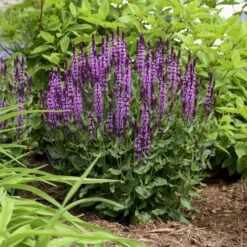 'Pink Profusion' Salvia -GREAT GARDEN PLANTS Salvianemorosa PinkProfusion PP31435CPBRAF0003lowres