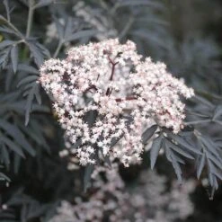 Black Lace® Elderberry -GREAT GARDEN PLANTS Sambucus Black Lace 2 P 2c181c6b add6 4d91 a371 7092c4b2fa11 sw