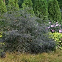 Black Lace® Elderberry -GREAT GARDEN PLANTS Sambucus Black Lace 3 P d57d2790 77fc 4b00 8d64 337af5479821 sw