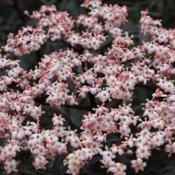 Black Lace® Elderberry -GREAT GARDEN PLANTS Sambucus Black Lace 4 P 7c541a7c 633d 4310 8b91 2f472c43f536 sw