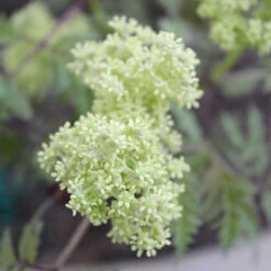 Lemony Lace® Elderberry -GREAT GARDEN PLANTS Sambucus Lemony Lace 3 P