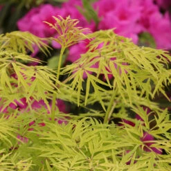 Lemony Lace® Elderberry -GREAT GARDEN PLANTS Sambucus Lemony Lace 5 P