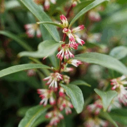 Sweet & Lo™ Sweet Box -GREAT GARDEN PLANTS SarcococcaSweetLoP1140771 1080x1080 5ed8c60