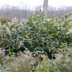 Sweet & Lo™ Sweet Box -GREAT GARDEN PLANTS SarcococcaSweetLoP1140831 1080x1080 9a3d0f4