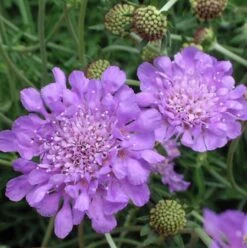 'Butterfly Blue' Pincushion Flower -GREAT GARDEN PLANTS Scabiosa butterfly blue 2 sw
