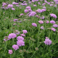 'Pink Mist' Pincushion Flower (Scabiosa) -GREAT GARDEN PLANTS ScabiosaPinkMistpincushionflower11