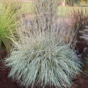 Shining Star™ Bluestem Grass