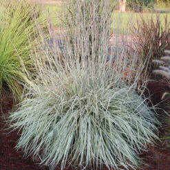 Shining Star™ Bluestem Grass
