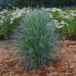 'Twilight Zone' Little Bluestem Grass