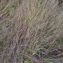 'Twilight Zone' Little Bluestem Grass -GREAT GARDEN PLANTS Schizachyrium TwilightZone LittleBluestem 3