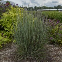 Prairie Winds® 'Blue Paradise' Bluestem Grass -GREAT GARDEN PLANTS Schizachyriumscoparium BlueParadise PP28145CPBR56500002highres sw