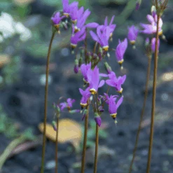 Shooting Star (Dodecatheon) -GREAT GARDEN PLANTS Shooting Star Dodecatheon 2