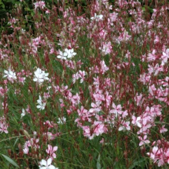 'Siskyou Pink' Beeblossom (Gaura) -GREAT GARDEN PLANTS Siskyou Pink Beeblossom Gaura 2