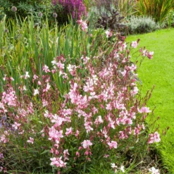 'Siskyou Pink' Beeblossom (Gaura) -GREAT GARDEN PLANTS Siskyou Pink Beeblossom Gaura 4