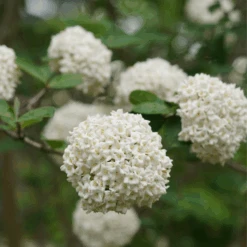 Spice Cowboy™ Koreanspice Viburnum -GREAT GARDEN PLANTS Spice Cowboy Koreanspice viburnum 2