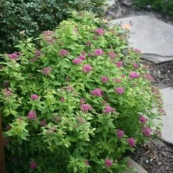 Double Play® Gold Spirea -GREAT GARDEN PLANTS Spiraea Double Play Gold 3 P sw