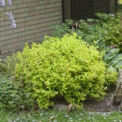 Double Play® Gold Spirea -GREAT GARDEN PLANTS Spiraea Double Play Gold 4 P sw