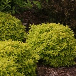 Double Play® Gold Spirea -GREAT GARDEN PLANTS Spiraea Double Play Gold 5 P sw