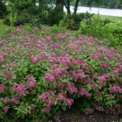 Double Play® Red Spirea -GREAT GARDEN PLANTS Spiraea Double Play Red 4 P sw