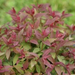 Double Play® Red Spirea -GREAT GARDEN PLANTS Spiraea Double Play Red 6 P sw