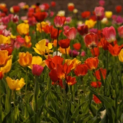 Spring Essentials Mix Tulip