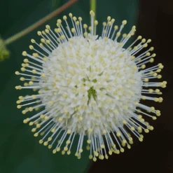 Sugar Shack® Buttonbush -GREAT GARDEN PLANTS SugarShackFlowers2