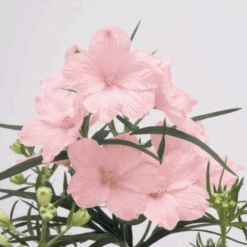 'Summer Morning' Delphinium