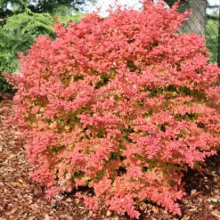 Sunjoy Fast Neo™ Barberry (Berberis) -GREAT GARDEN PLANTS SunjoyFastNeo Barberry Berberis