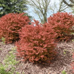 Sunjoy Fast Neo™ Barberry (Berberis)