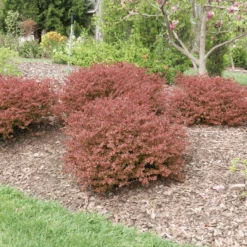 Sunjoy Really Red™ Barberry (Berberis) -GREAT GARDEN PLANTS SunjoyReallyRed Barberry Berberis