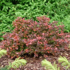 Sunjoy Really Red™ Barberry (Berberis) -GREAT GARDEN PLANTS SunjoyReallyRed Barberry Berberis 1