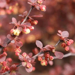 Sunjoy Really Red™ Barberry (Berberis) -GREAT GARDEN PLANTS SunjoyReallyRed Barberry Berberis 3