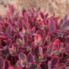Sunsparkler® 'Dazzling Dynamite' Stonecrop (Sedum)