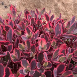 SunsparklerĀ® 'Dazzling Dynamite' Stonecrop (Sedum)