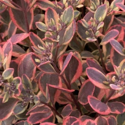 Sunsparkler® 'Dazzling Dynamite' Stonecrop (Sedum) -GREAT GARDEN PLANTS Sunsparkler DazzlingDynamite Stonecrop Sedum 3