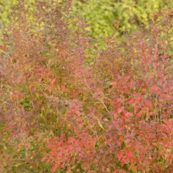 Sweet Emotion Blaze™ Abelia -GREAT GARDEN PLANTS SweetEmotionBlaze Abelia 1