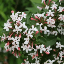 Sweet Emotion Blaze™ Abelia -GREAT GARDEN PLANTS SweetEmotionBlaze Abelia 3