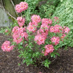 Sweet Reward™ Pink Azalea -GREAT GARDEN PLANTS Sweet Reward Pink Azalea 2