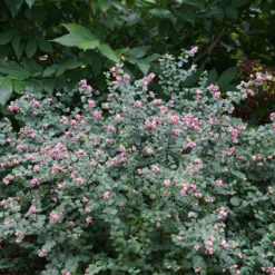 Proud Berry® Coralberry -GREAT GARDEN PLANTS Symphoricarpos Proud Berry 3