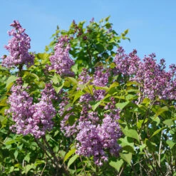 Scentara® Double Blue Lilac -GREAT GARDEN PLANTS Syringa Scentara Double Blue 3 P
