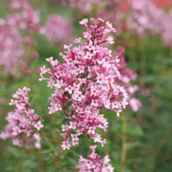 Bloomerang Ballet™ Lilac -GREAT GARDEN PLANTS SyringaBloomerangBalletP1228473 800x800 fbfc2eb