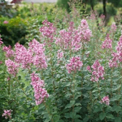Bloomerang Ballet™ Lilac -GREAT GARDEN PLANTS SyringaBloomerangBalletP1228477 800x800 7aa93c2