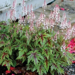 'Sugar & Spice' Foamflower -GREAT GARDEN PLANTS TIASS1Q 1