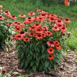 Eye-Catcher® 'Tanager' Coneflower (Echinacea) -GREAT GARDEN PLANTS Tanager Coneflower 2