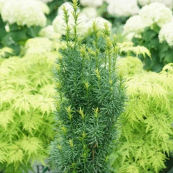Stonehenge Skinny® Yew -GREAT GARDEN PLANTS TaxusStonehengeSkinnyDSC00077 800x800 01d2072