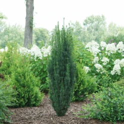 Stonehenge Skinny® Yew