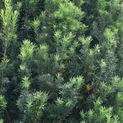 Stonehenge® Yew -GREAT GARDEN PLANTS Taxus Stonehenge 3