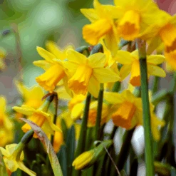 'Tete-a-Tete' Miniature Daffodil (Narcissus)