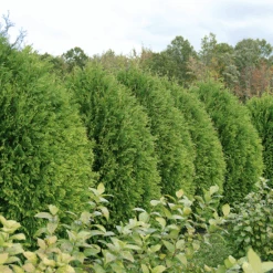 Cheer Drops™ Arborvitae -GREAT GARDEN PLANTS ThujaCheerDropsDSC03232LR sw